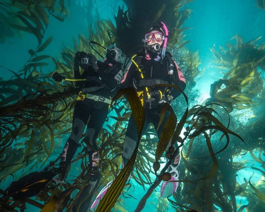DISAPPEARING ACT: Divers explore the giant kelp forest at Munro Bight, which no longer exists according to Eaglehawk Dive Centre co-owner Mick Baron.