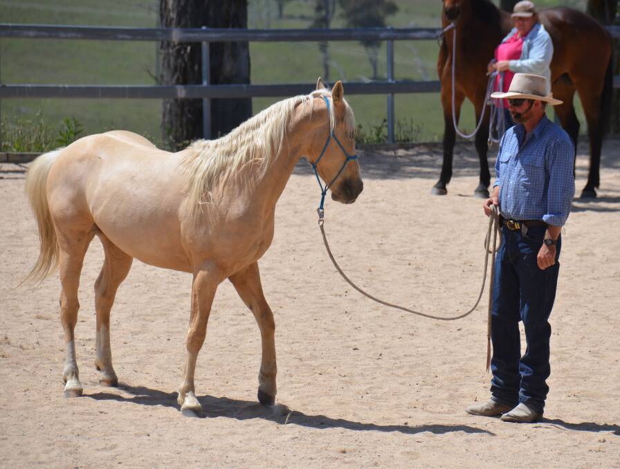 STAYING FOCUSED: Mark Langley working with "Buddy" during the weekend clinic held at the lovely facilities at Sandon Grove, which overlooked Commissioners Waters east of Armidale. Photo: Ellen Dunger