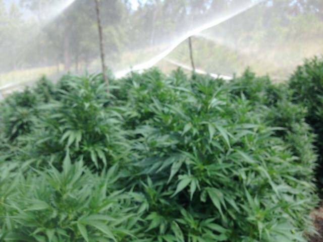 Uncovered: New England police found this remote cannabis crop north of Guyra and seized almost 4,000 plants during the four-day search.