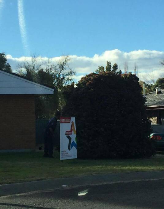 Police try to corner wanted man in Bailey Cr, Armidale. Photos: Madeline Link