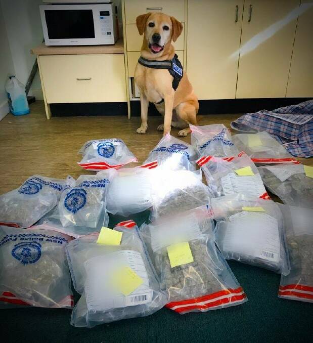 Bags of evidence: The 14kg of what police allege is cannabis, pictured with a police sniffer dog, was seized from a rental van on Merriwa St, Boggabilla. Photos: NSW Police