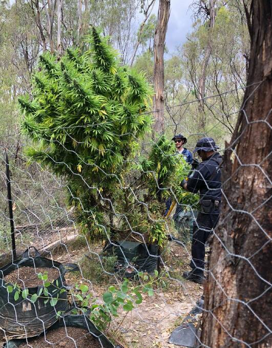 Significant seizure: Armidale detectives, backed by New England police, raided the property on Old Armidale Road at Stannifer on Thursday. Photo: NSW Police