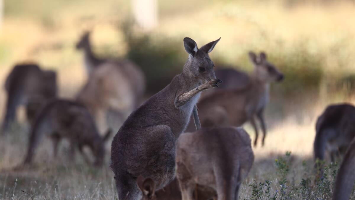 CONCERN: An incident involving the death of kangaroos at Newbridge needs to be investigated, according to WIRES Central West.