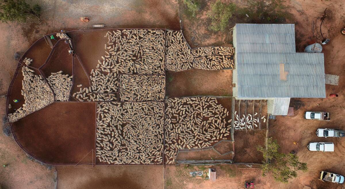 Bird's-eye view: A still photograph from the video showing how sheep flow through a shearing shed that has been shared around the world. Picture: Andrew Hughes Photography.