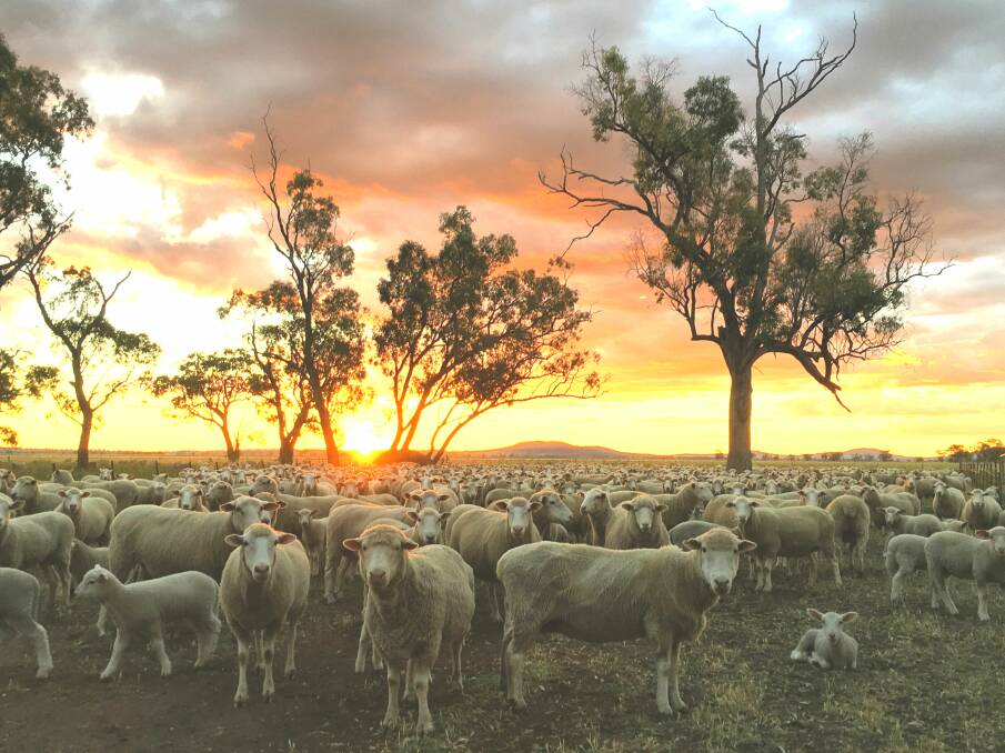 HEALTHY TIMES: Sheep graze on the Sulman's Breeza Plains property. Photo: Sarah Sulman 