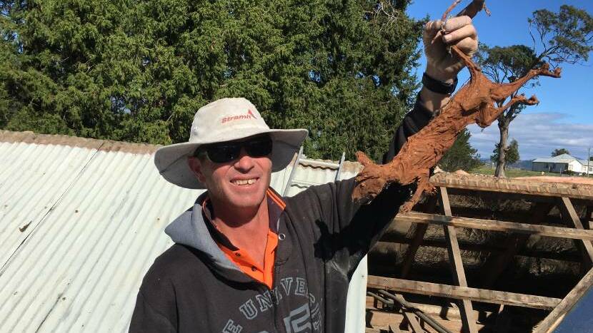 What a whopper: Roofer Steve Bray with the large rat found at the Old Bega Hospital.