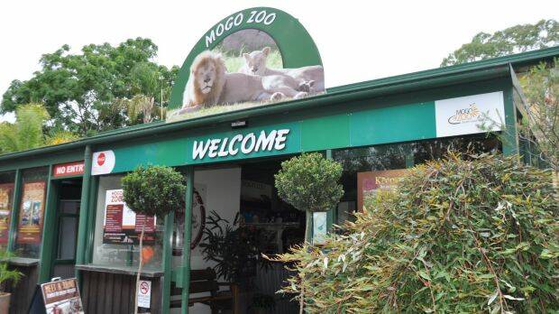 Mogo Zoo on the South Coast remains open. Photo: Kate Lockley
