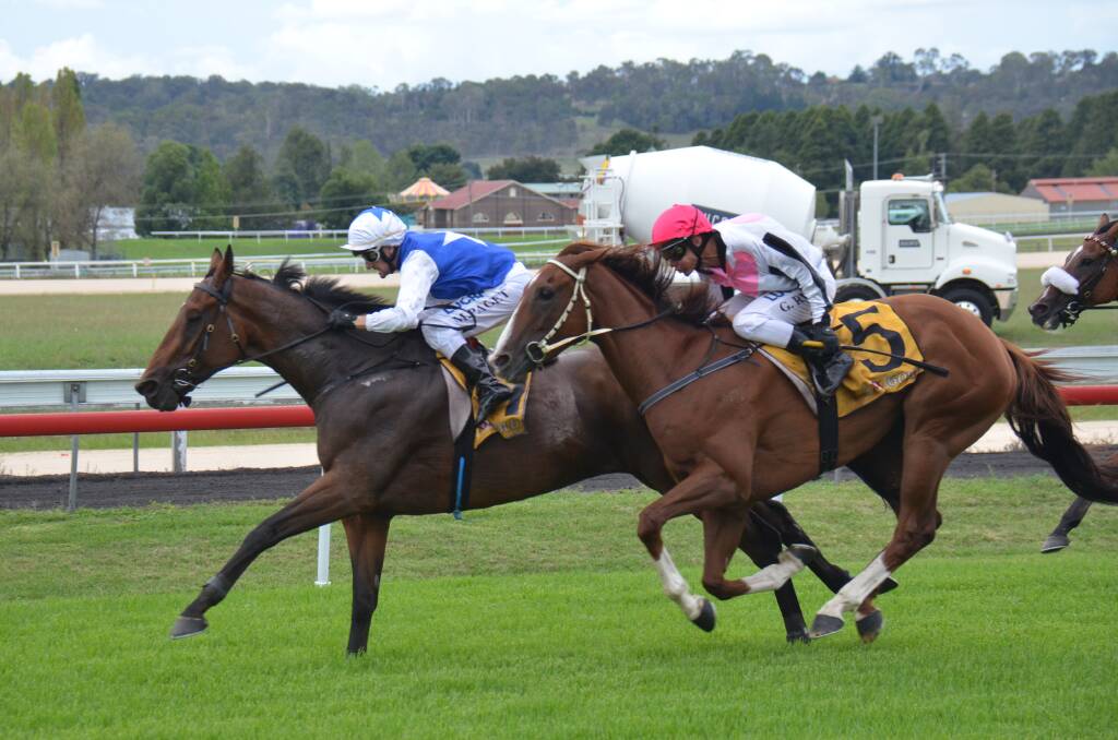IN THE MONEY: Kasharn beats Walcha-trained Loud Enough to the line in Sunday's Armidale Cup. 