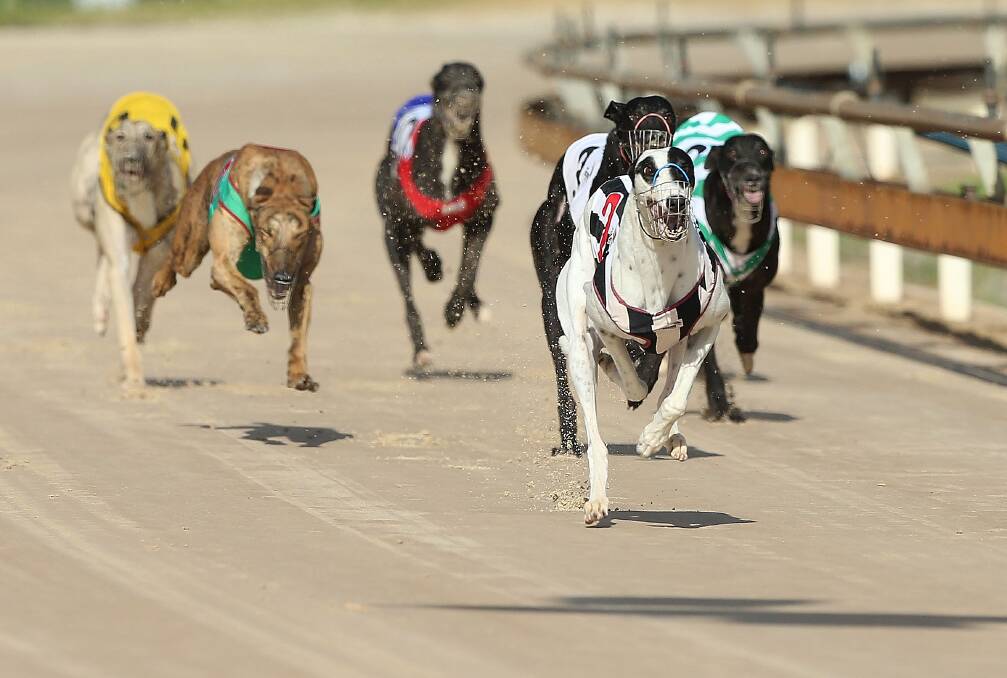 Greyhound race meeting at Richmond in March this year. (Photo by Anthony Johnson/Fairfax Media)
