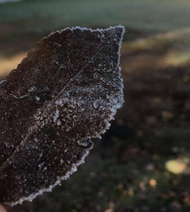 A leaf frozen over in Armidale on Tuesday morning. Photo: Madeline Link.
