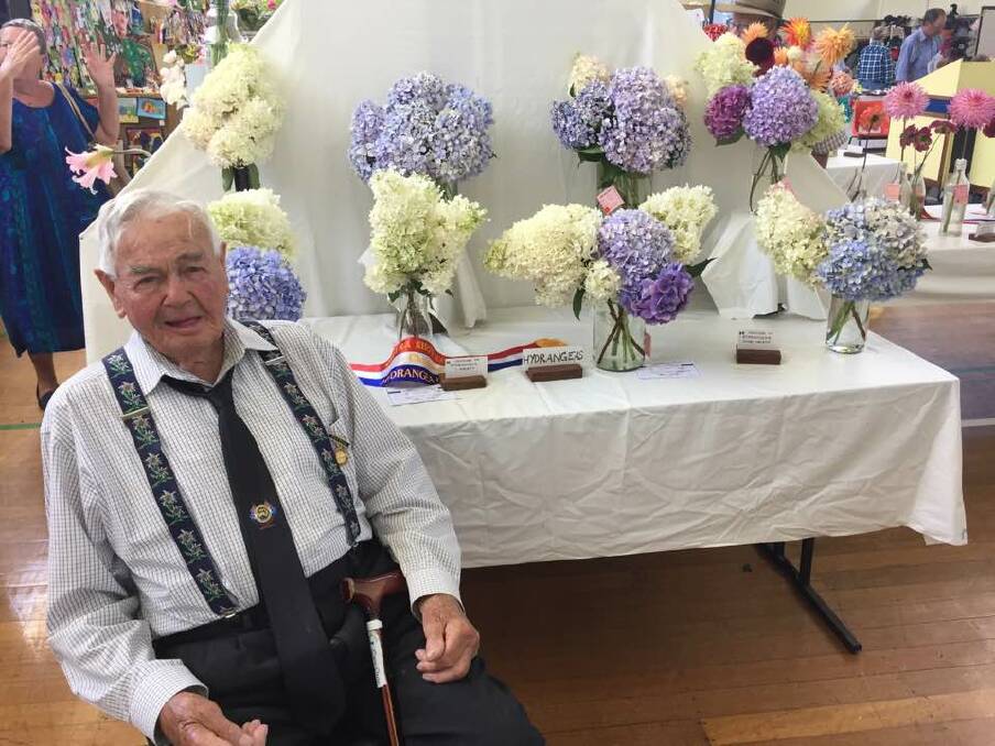 A COLOURFUL SHOW: Frank Presnell has been exhibiting his hydrangeas at the show for many years. This year he won a champion sash for his hydrangeas.
