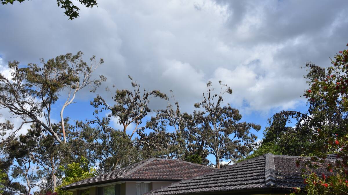 SURROUNDED: Homes are surrounded by thousands of bats in Catherine Street. Photo: Rachel Baxter.