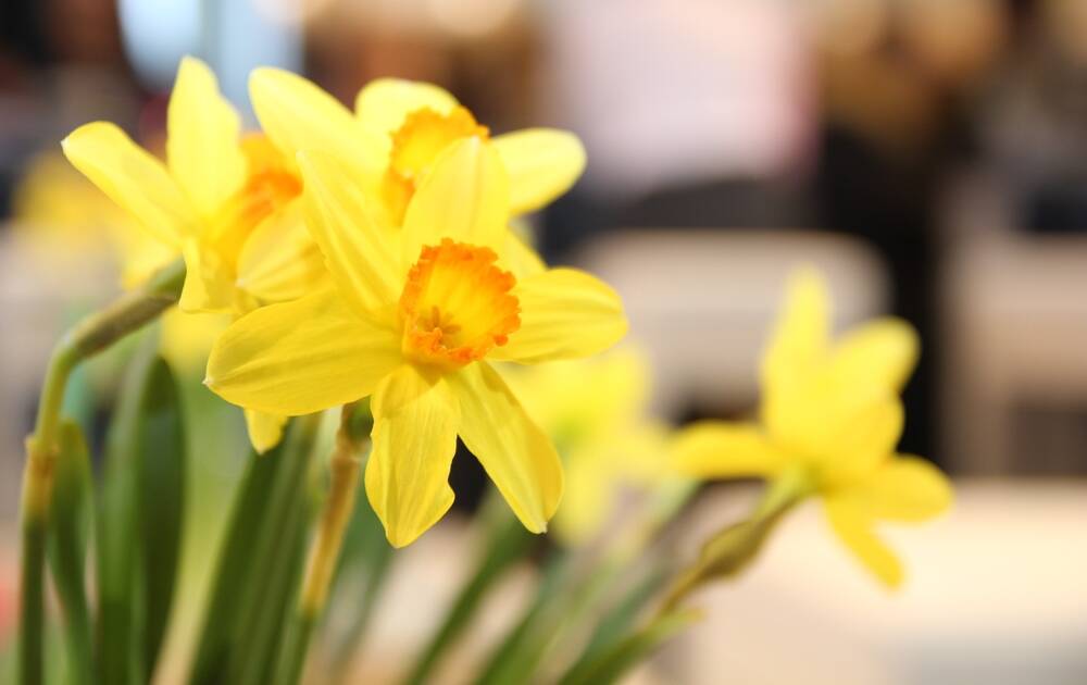 Brilliant display: They might be short-lived, but daffodils add vibrant colour to your garden.