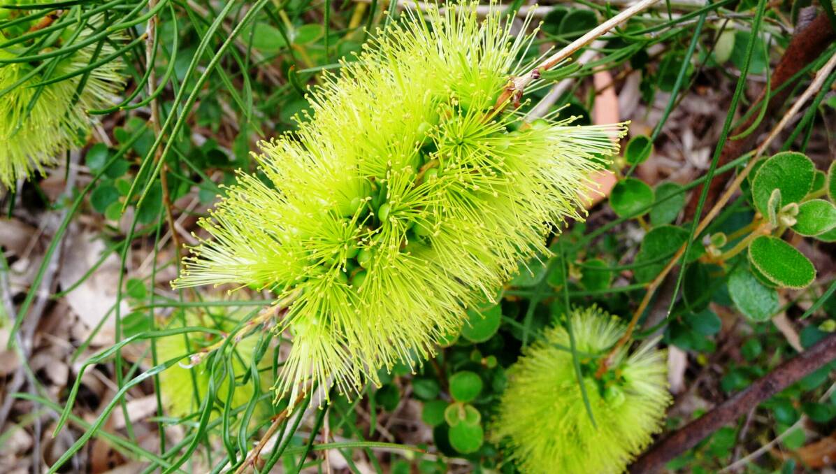 Callistemon pinifolius has green blooms that appear in late spring. It is one of a number of natives with green flowers.