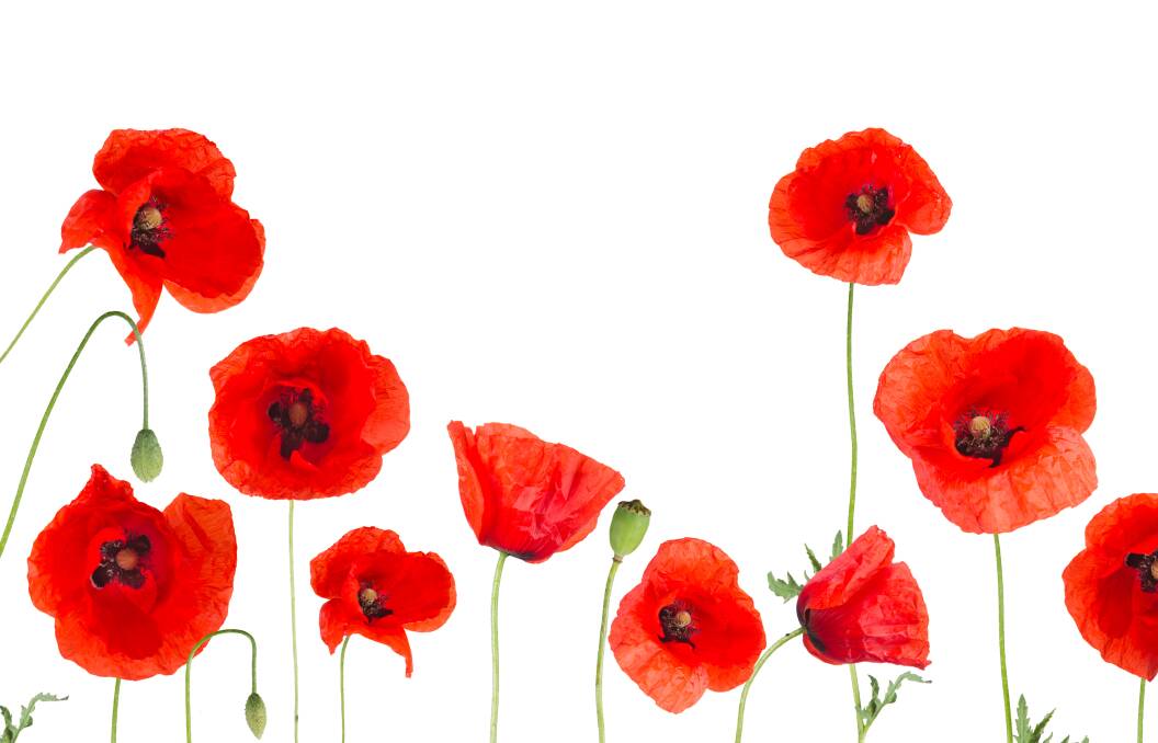 Remembrance Day: An example of values we should be remembering year-round.