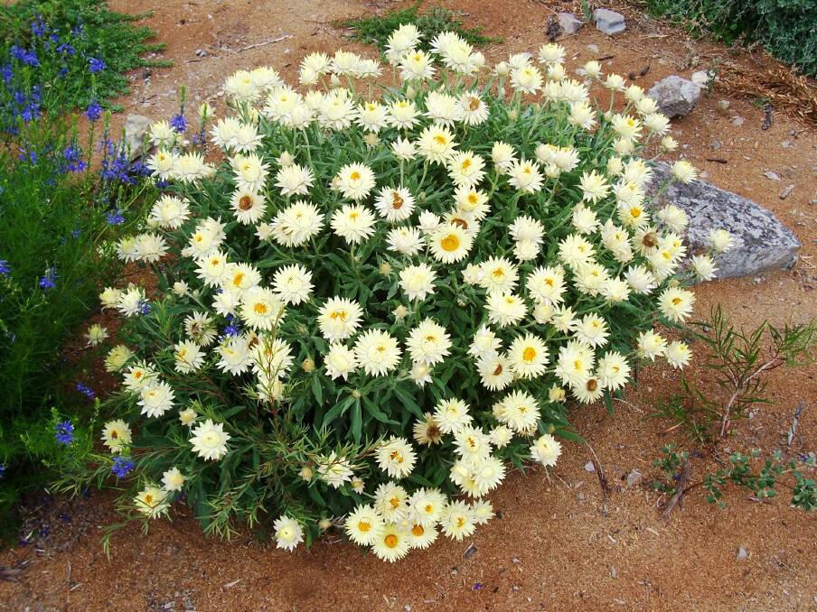 Bright display: Xerochrysum “Cockatoo” is a dense, compact bush with flower heads that are large.