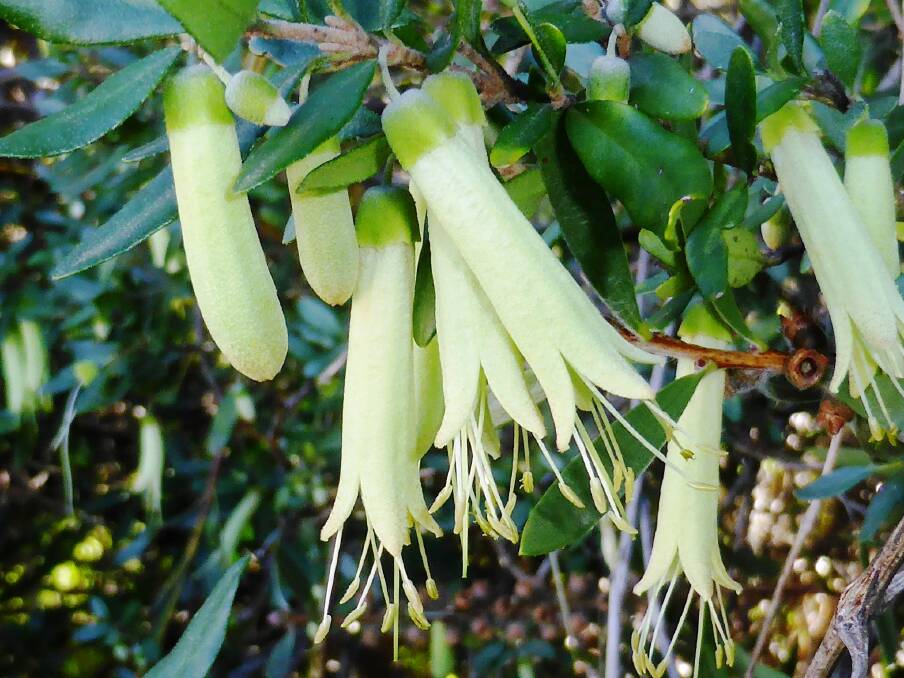 Tubular beauty: Correa glabra “Coliban River” has yellowish-green flowers that bloom profusely during the cooler months.