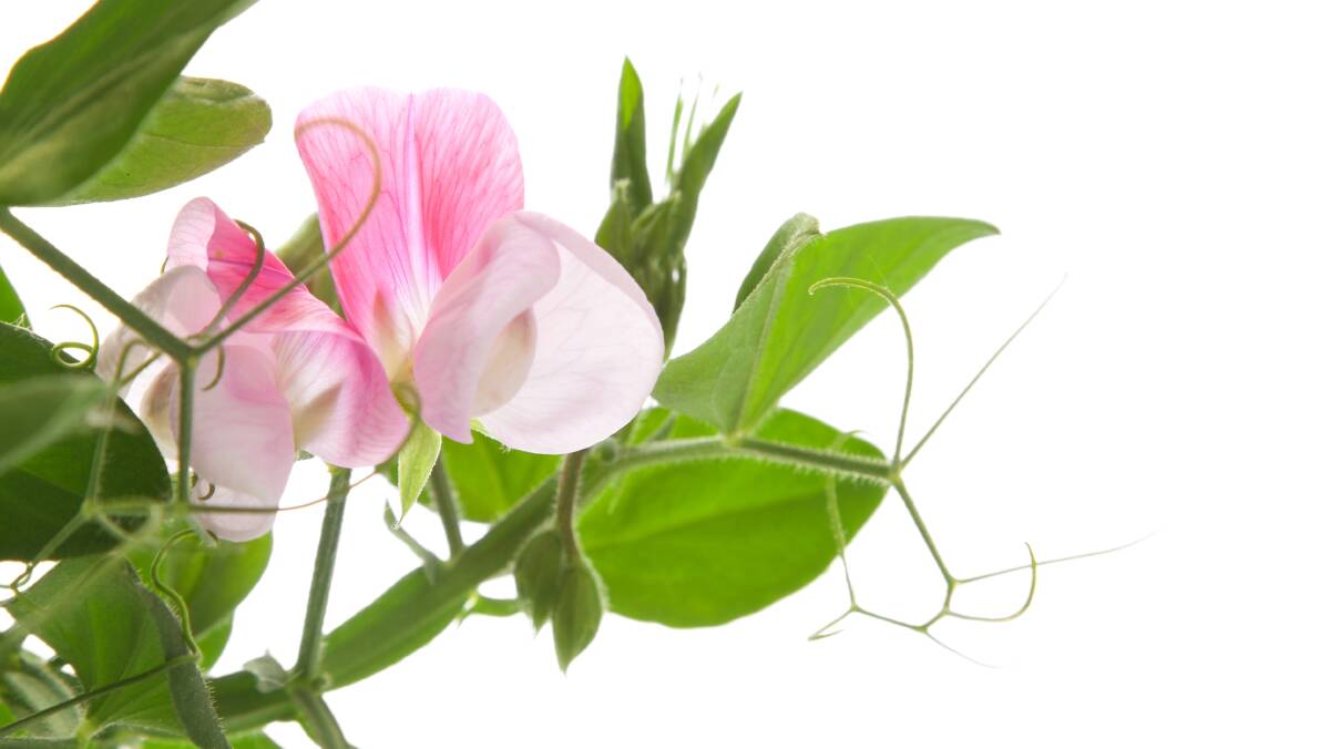 Pretty shades: Autumn is the time to sow climbing sweet peas for a quick colourful screen to hide utility areas or as a background for the vegetable or other garden beds.