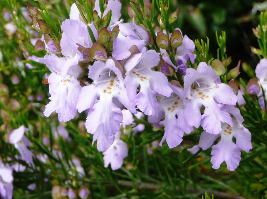 Mauve wonder: Prostanthera nivea var induta is one of the few mint bushes with little or no foliage aroma. Flowers appear in spring and summer.