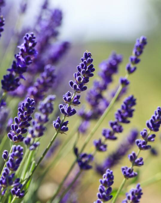 Cut delights: A whole range of beautiful flowers - including lavender - are flowering now and are beautiful for picking.