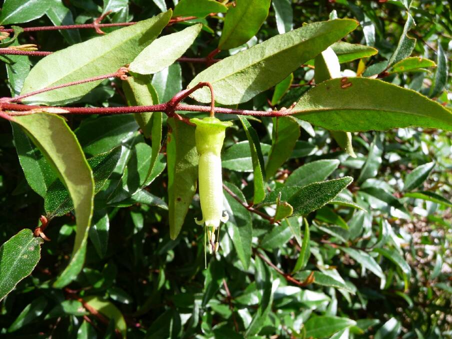 Correa baeuerlenii: The Chef’s Cap Correa has lime green flowers with the appearance of a chef’s cap. It flowers throughout the year.