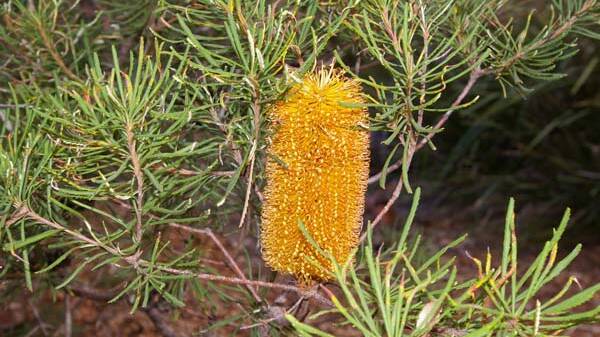 Hairpin banksia: Banksia spinulosa has black, hooked flower styles. It usually develops into a rounded shrub reaching a height of two metres. 