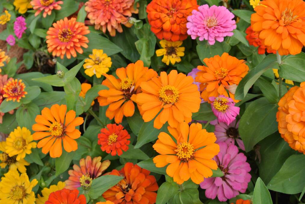 Get ready: Late November is a good time to plant seedlings out for summer colour including zinnias.