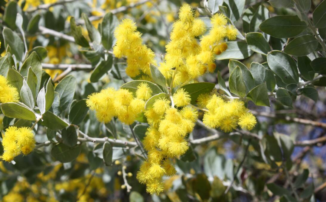 Spring is now arriving: The glorious yellow of the wattle flowers is a sure sign things are warming up for a beautiful new spring season in the Armidale region.