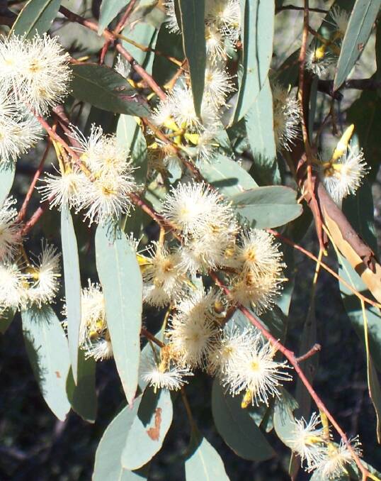 Eucalyptus prava: Otherwise known as the orange gum, this tree is widespread in the north of the state as well as southern Queensland.