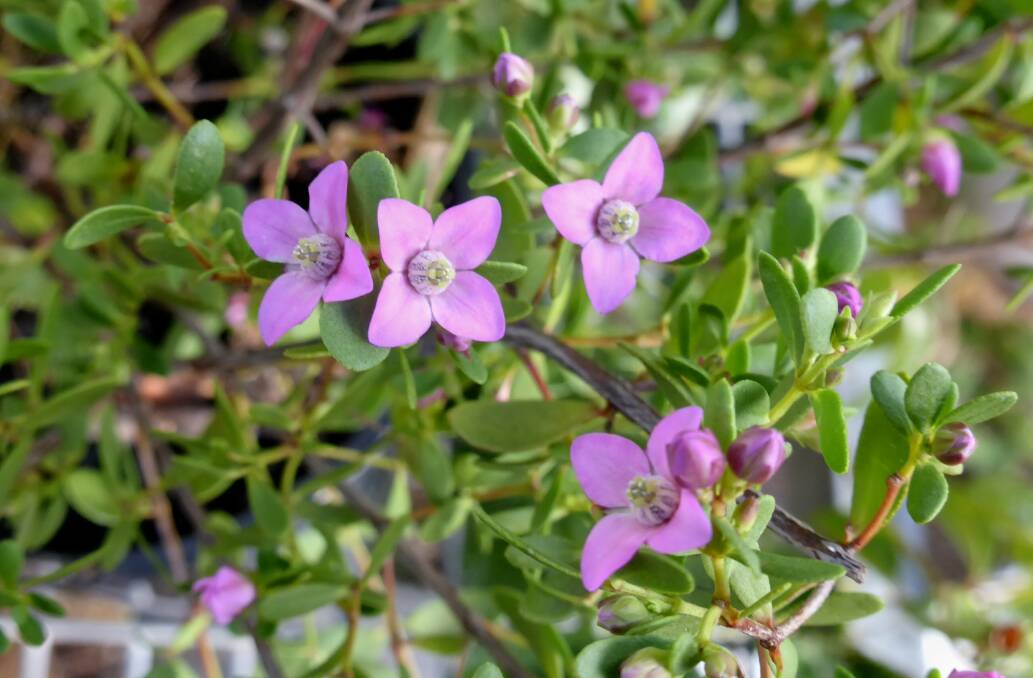 Boronia crenulata: The aniseed boronia features pink, star-shaped flowers and dark leaves that have an aniseed aroma when crushed.