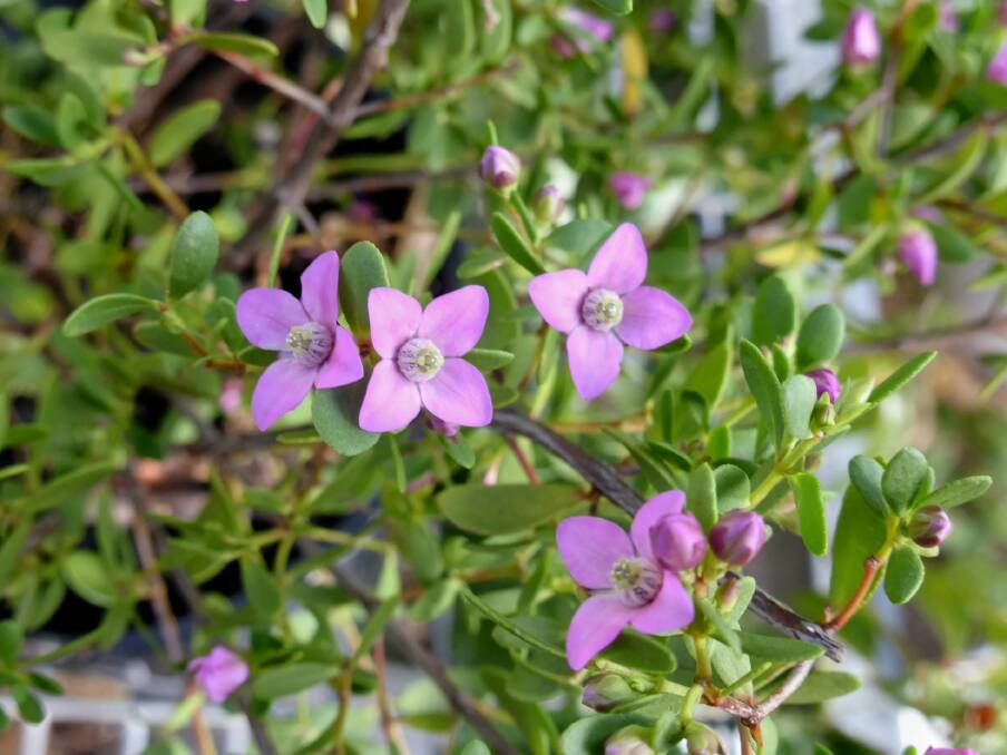 Boronia crenulata: Known as “Pink Passion”, this small plant has pink flowers and will flower for many months. Native plants can be a great addition to a cottage garden.