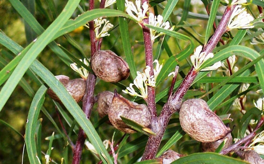 Hakeas: Flowers are similar in appearance to the grevillea, but with differences in their fruits. Hakea fruits persist on the plant until the plants are either damaged in some way or burnt in a bushfire.