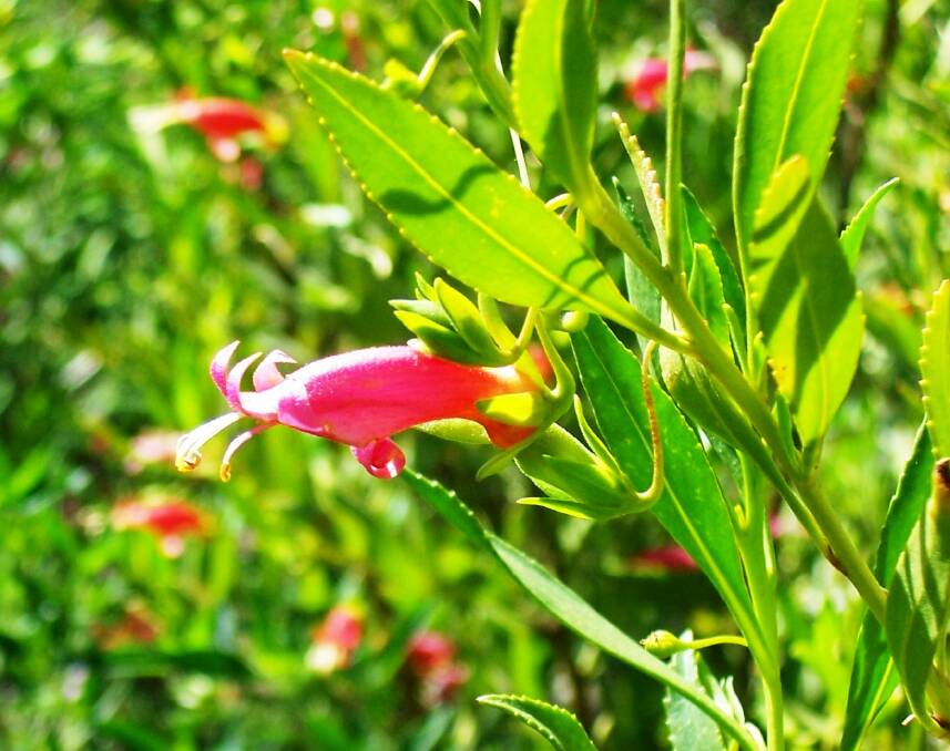 Eremophila denticulata: A medium shrub with tubular flowers that are pink then age to red.