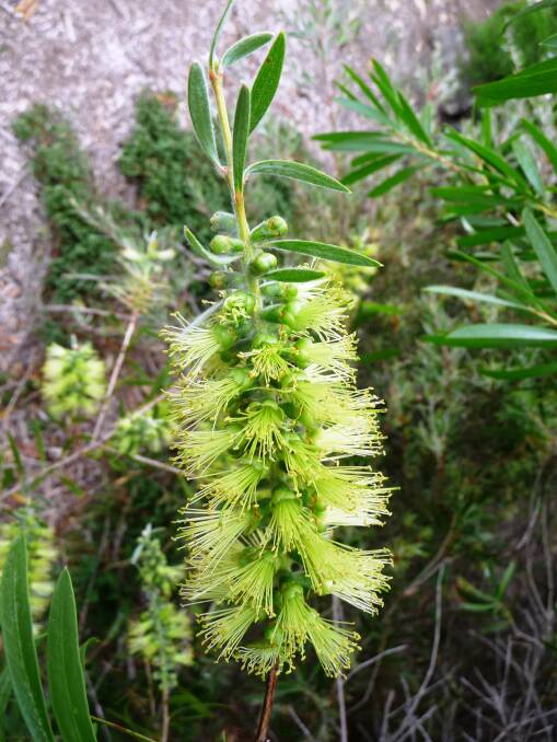Callistemon flavovirens: Sometimes known as the green bottlebrush, this rare species is found in the Boonoo Boonoo area, near Tenterfield.