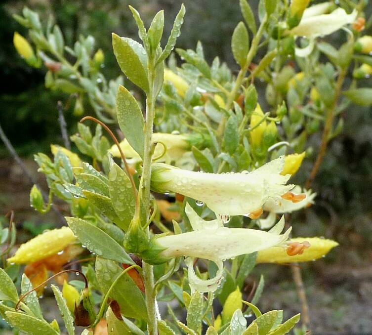 Favourite for honeyeaters: The pretty Eremophila maculata comes in a number of forms.
