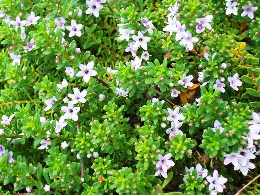 A mat of colour: Myoporum parvifolium, or creeping boobialla, has flowers that may be white or pink, and are star-shaped with five petals.