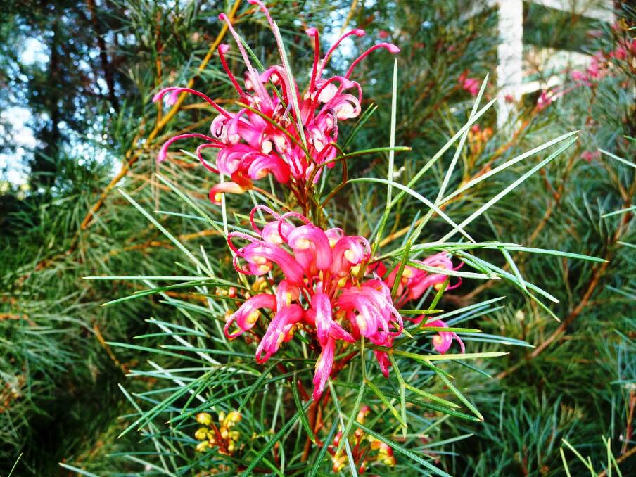 Spectacular: Grevillea “Bonfire” has beautiful foliage and flowers that adds colour to any garden.
