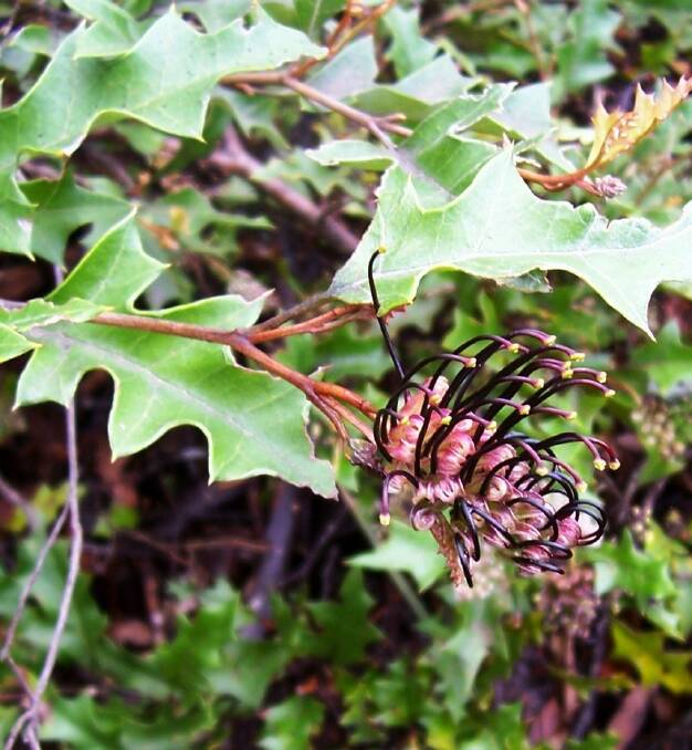 Grevillea scortechinii:  This species is basically a ground cover but has what could be called adventurous stems that climb into other plants.