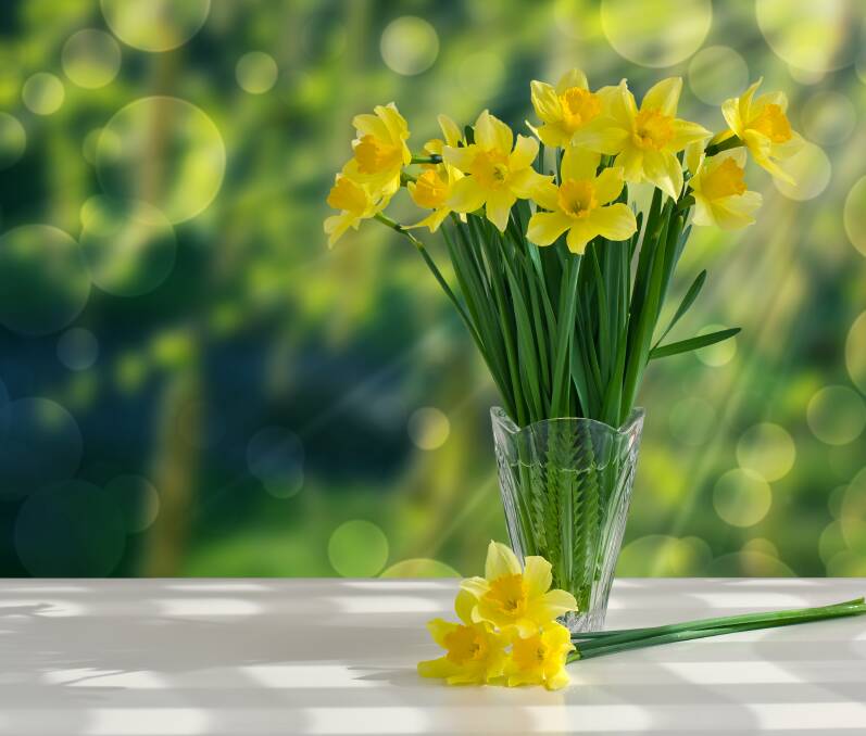Golden moment: It's time for daffodils to bloom across New England gardens.
