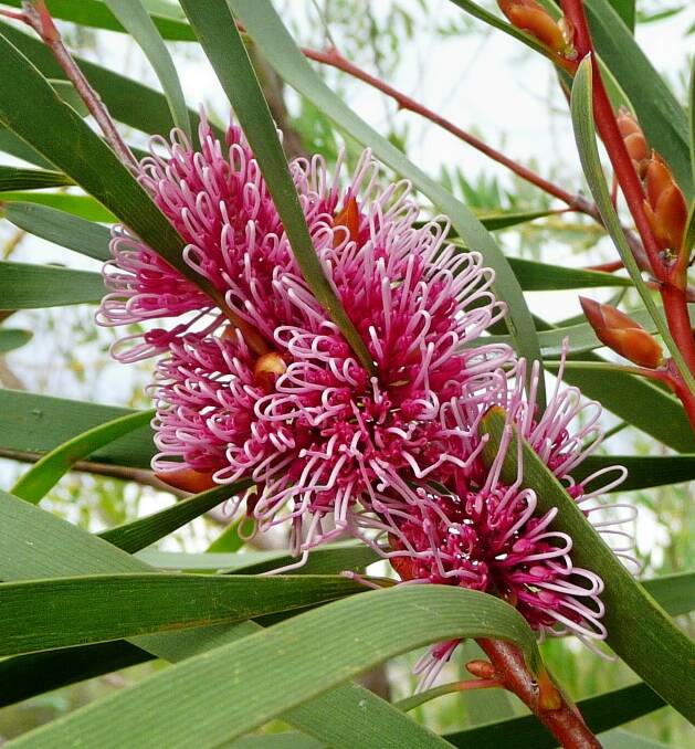 Red treasure: Hakea multilineata, the grass-leaf hakea, is a tall and impressive shrub with an upright growth habit.