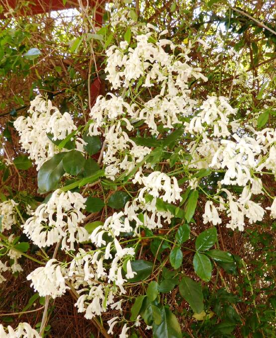 Pandorea pandorana: Also known as the wonga vine, an energetic climber with tresses of spectacular flowers in spring.