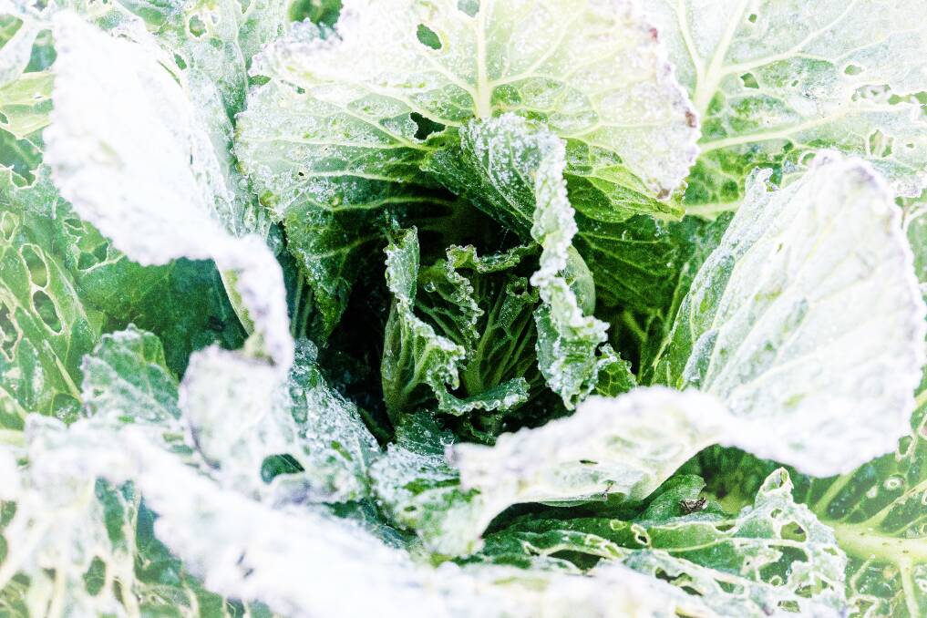 Frosty time: Remember to remove the yellowing leaves from your cabbages at this time of year to prevent fungal growth.