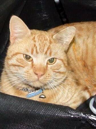 Callum is a friendly and confident cat who would suit a variety of homes. He is one of a range of animals available for adoption.