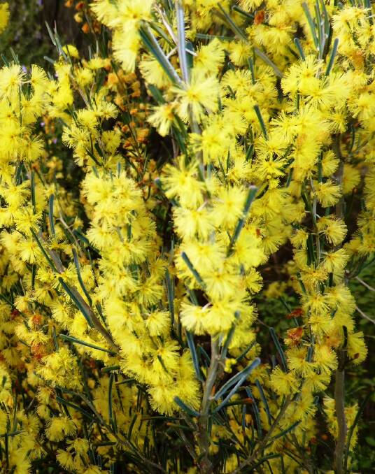 Vision in gold: Acacia flexifolia, the bent-leaf wattle, is one of the many different kinds of wattles that herald spring in the Armidale area.
