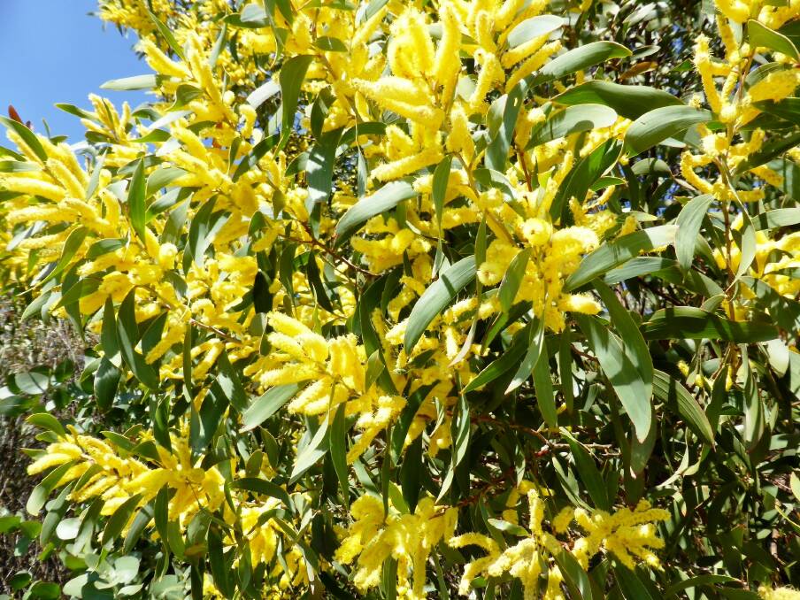 Fresh beauty: Acacia diphylla is known as the Wollomombi Wattle and grows around the gorge country, east of Armidale. 