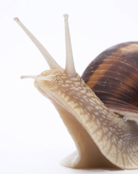 Time to do battle: Wage war against snails and slugs in your garden. There are a few ways you can tackle the problem, including a clean-up to reduce breeding sites.
