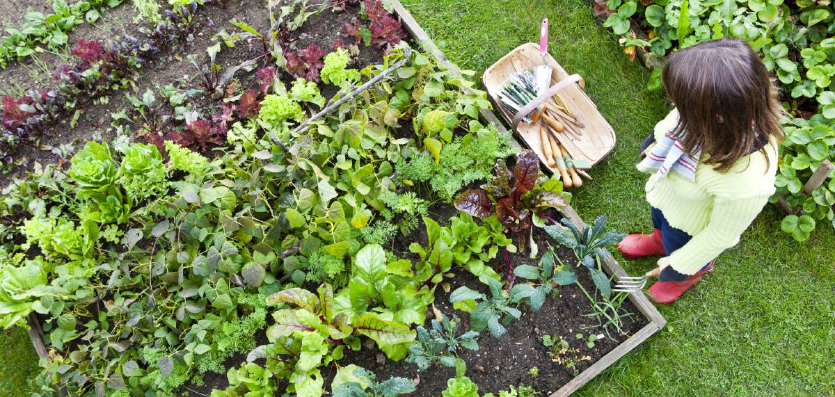 Great gardening: You can produce a great crop of home-grown vegies with a little bit of care and planning.