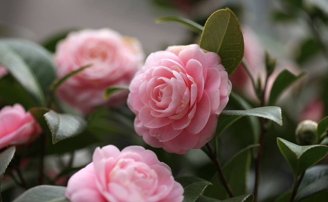 Camellias: They come in four main types and, with a bit of planning, can add a touch of beautiful colour to your garden from April until August.
