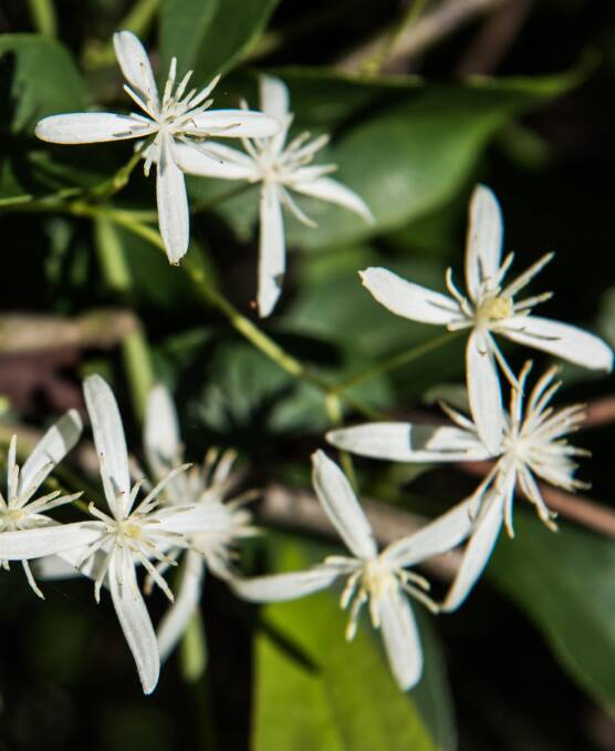 Clematis glycinoides: Pretty white star flowers bloom on the vigorous native climber. The plant can grow on fences or scramble over other plants.