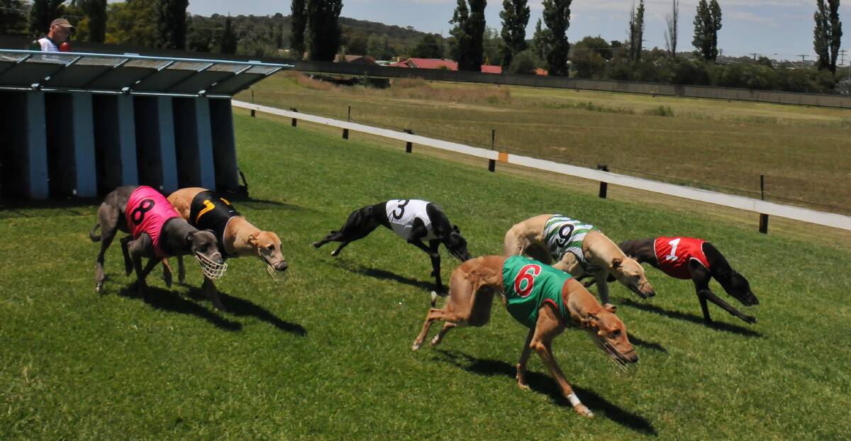 OFF AND RACING: Greyhound racing was back in Armidale on Saturday for the Warren Northam Memorial Stakes. 